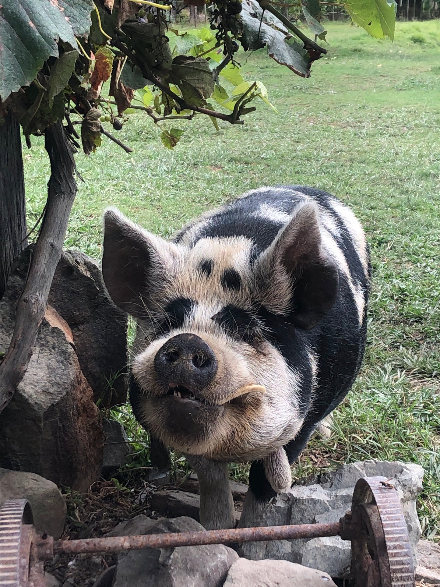 Clarence No 1 Kunekune